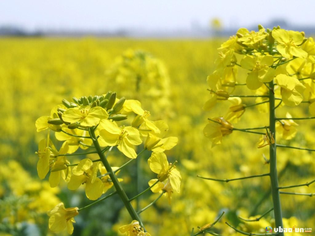 家鄉的油菜花開了嗎?